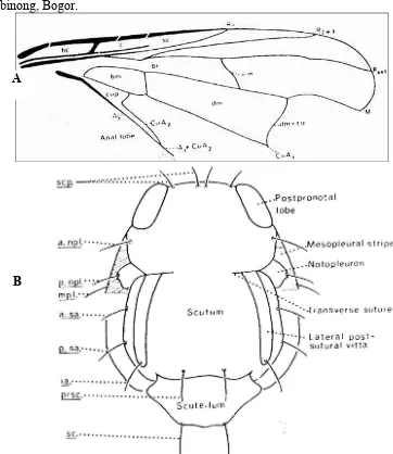 Gambar 1.  Morfologi sayap (A) dan toraks (B) Bactrocera (Drew & Hancock 1994)