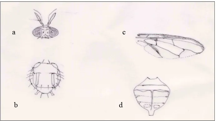 Gambar 3.  Karakter morfologi Bactrocera dorsalis (Hendel): kepala (a), toraks (b),  sayap  (c),  dan  abdomen  (d)  (Morphological  character  of Bactrocera dorsalis (Hendel): caput (a), thoraks (b), wings (c),  and abdomen (d)