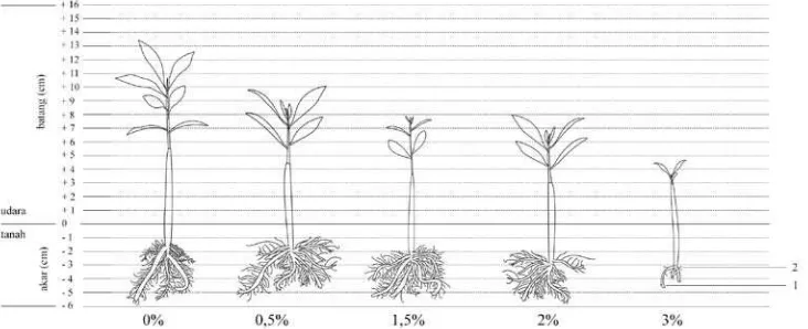 Gambar 1. Karakteristik dan Pertumbuhan Akar Semai B. cylindrica Umur 5 bulan di Rumah Kaca