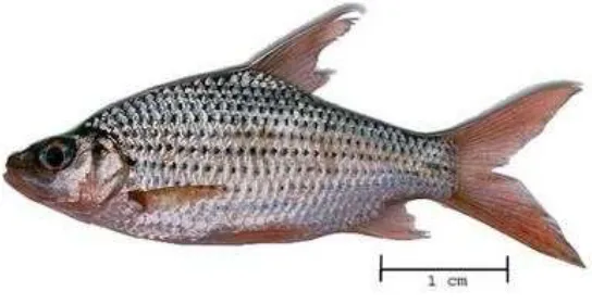 Gambar 1. Ikan Keperas (Cyclocheilichthys apogon) 
