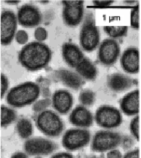 Gambar 2. Porphyromonas gingivalis. 26