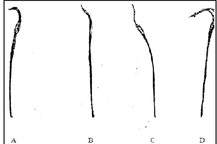 Gambar 1.Morfologi Spermatozoa Mencit (Hayati et al., 2005). 