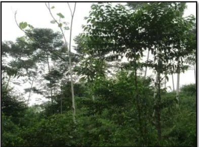 Gambar 2  Penggunaan lahan hutan tanaman 