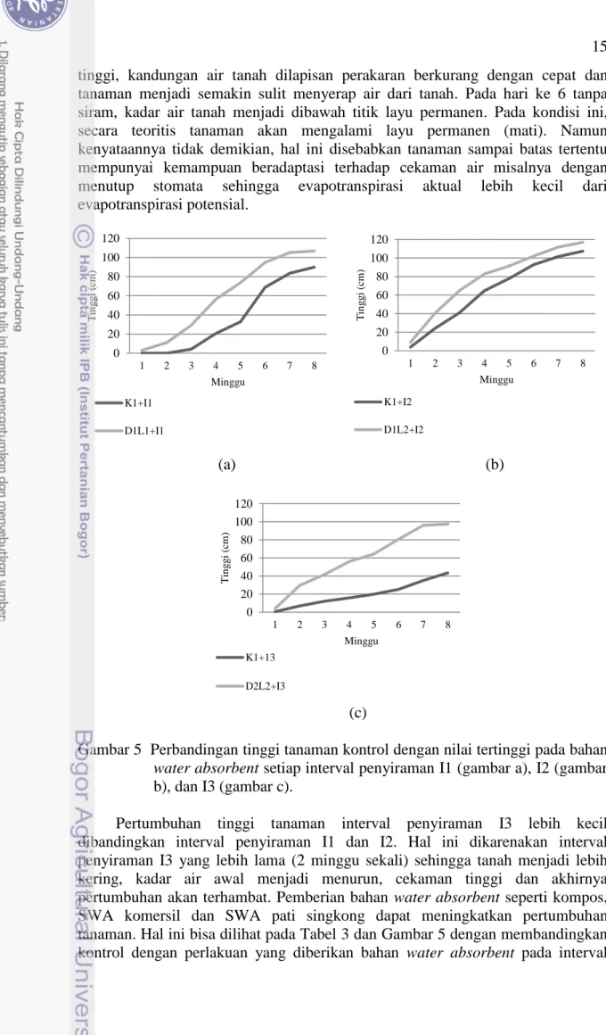 Gambar 5  Perbandingan tinggi tanaman kontrol dengan nilai tertinggi pada bahan  water absorbent setiap interval penyiraman I1 (gambar a), I2 (gambar  b), dan I3 (gambar c)