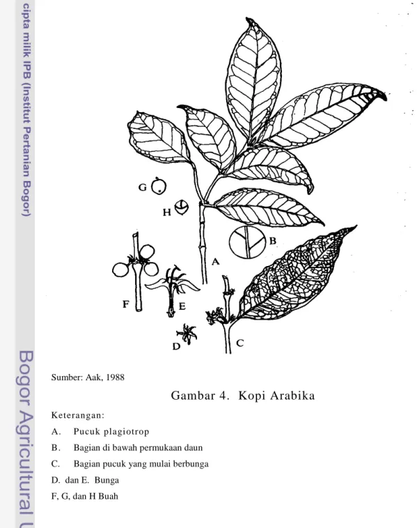 Gambar  4.  Kopi Arabika  Keterangan: 