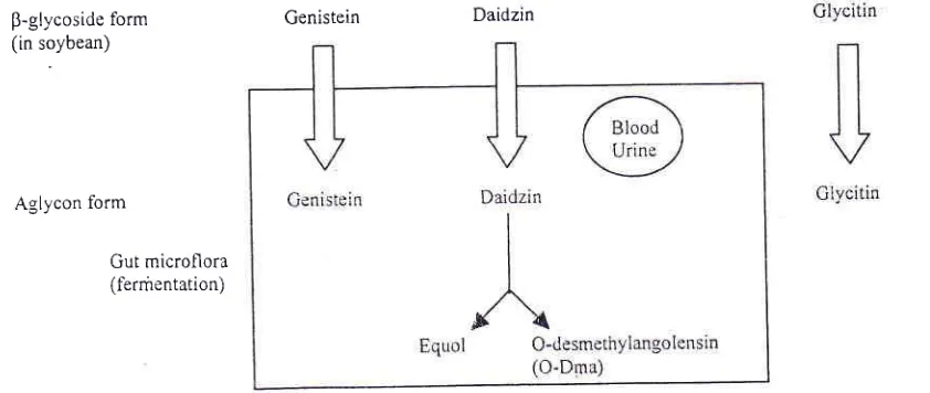 Table l. The potential sources ofisoflavons
