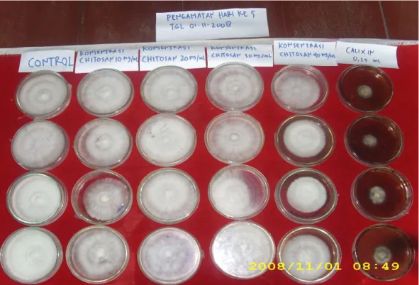 Gambar 15. Pertumbuhan Jamur U. salmonicolor  pada waktu 4 hari setelah                         inokulasi 