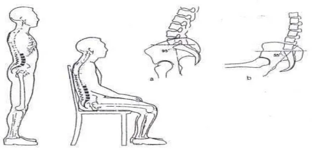 Gambar  1. Rotasi pinggul (pelvis) pada posisi duduk  