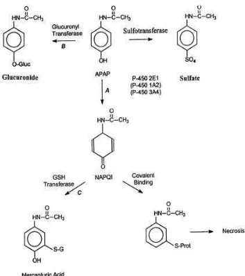 Gambar 4. Mekanisme hepatotoksisitas asetaminofen 6. 