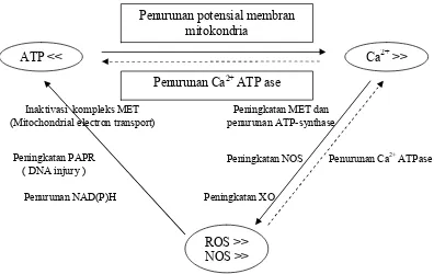Gambar 5. Saling keterkaitan antara deplesi ATP, hiperkalsemi intra seluler dan ROS / RNS 29 