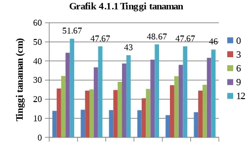 Grafik 4.1.1 Tinggi tanaman