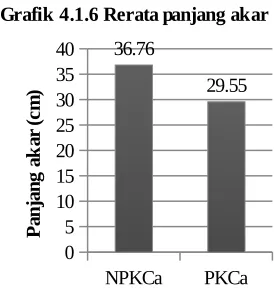 Grafik 4.1.6 Rerata panjang akar