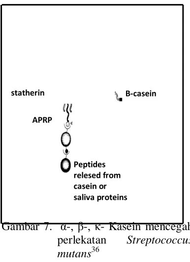 Gambar 7.  α-, β-, κ- Kasein mencegah perlekatan Streptococcus 