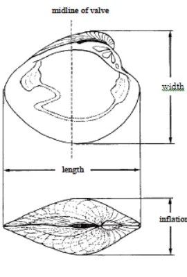 Gambar 2. Pengukuran Cangkang P.viridis 