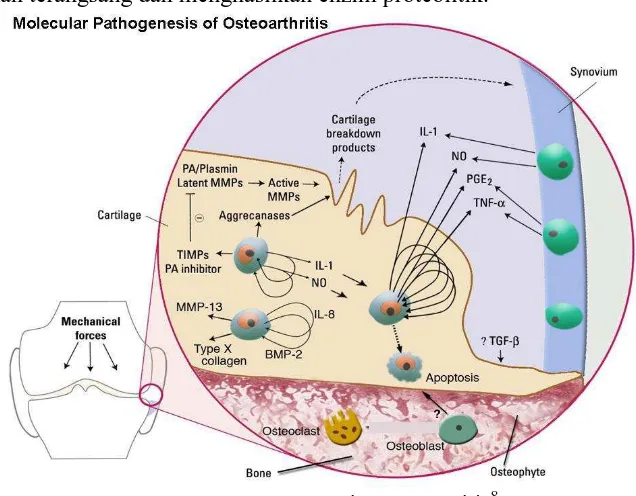 Gambar 2. Patogenesis Osteoartritis8