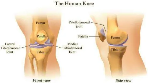 Gambar 3. Persendian Lutut Manusia23