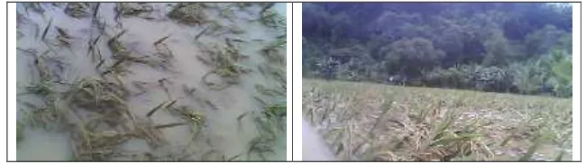 Gambar 7.2. Kondisi Banjir di Lokasi persawahan masyarakat Kelurahan Waliabuku Kecamatan Bungi 