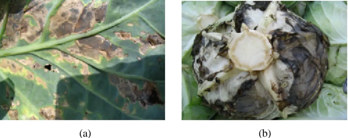 Gambar 1  Gejala serangan (a) X. campestris  dan (b) E. carotovora pada  tanaman                    kubis