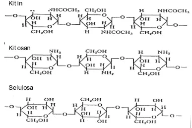 Gambar 2.8.  Struktur Kimia Kitin, Kitosan dan Selulosa  