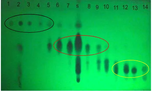 Gambar 1. KLT hasil fraksinasi dengan menggunakan kromatografi cair vakum pada UV254  