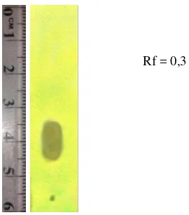Gambar 2. KLT fraksi nonpolar ekstrak etanol 96% buah Piper retrofractumfase gerak n-heksan:etil asetat (4:1) v/v, fase diam silika GFDragendorff, jarak pengembangan 5 cm Vahl