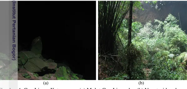 Gambar 4  Gua Liang. Keterangan: (a) Mulut Gua Liang dan (b) Vegetasi bambu  di depan Gua Liang, HBTBB