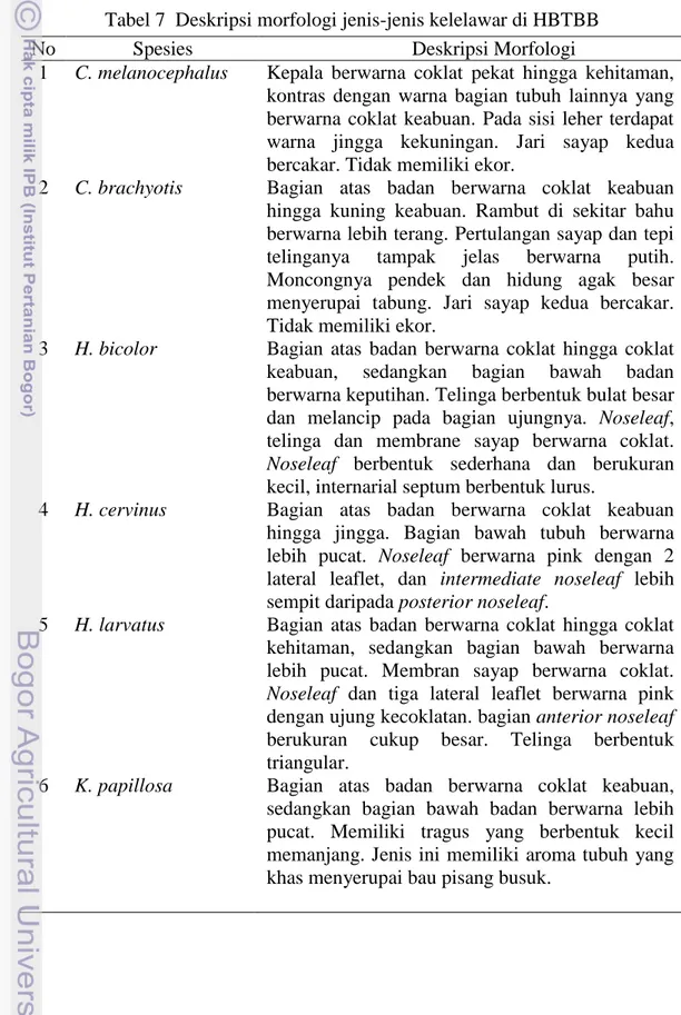 Tabel 7  Deskripsi morfologi jenis-jenis kelelawar di HBTBB 