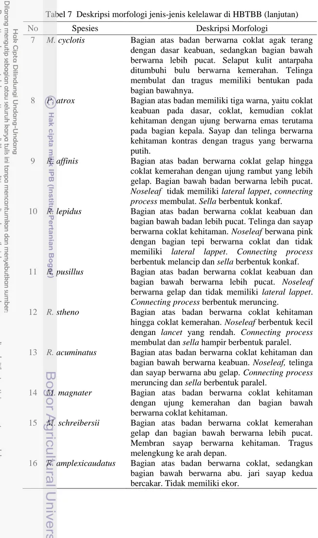 Tabel 7  Deskripsi morfologi jenis-jenis kelelawar di HBTBB (lanjutan) 