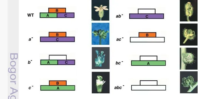 Gambar 3    ABC model dan identitas organ pembungaan pada mutan Arabidopsis 