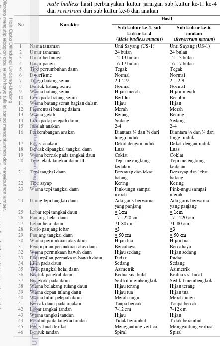 Tabel 6    Karakter morfologi pada mutan pisang kepok Unti Sayang (US-1) 