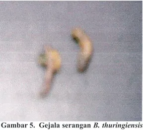 Gambar 6.  Gejala serangan S. carpocapsae  dan B. thuringiensis pada 48 JSA 
