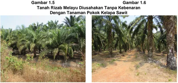 Gambar 1.5  Gambar 1.6  Tanah Rizab Melayu Diusahakan Tanpa Kebenaran  