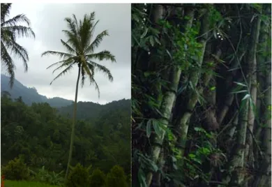 Gambar 4. Lokasi Tempat Tumbuh Bambu  di daerah Bergelombang    