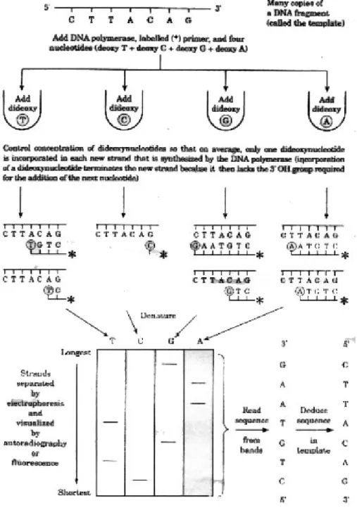 Gambar 2.4. Sekuensing DNA berdasar metode dideoksi (a) dan metode kimia (b). 