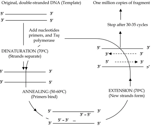 Gambar 2.5. Polymerase chain reaction (PCR). 