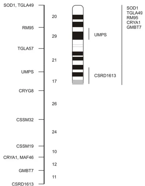 Gambar 2.10. Peta genetika kromosom 1 pada sapi. Sebelah kiri adalah peta  keterpautan (linkage map), yang menunjukkan jarak peta (dalam cM)  antar lokus
