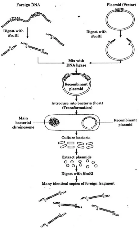 Gambar 2.2. Kloning sepotong DNA hasil digesti EcoRI di dalam plasmid. 