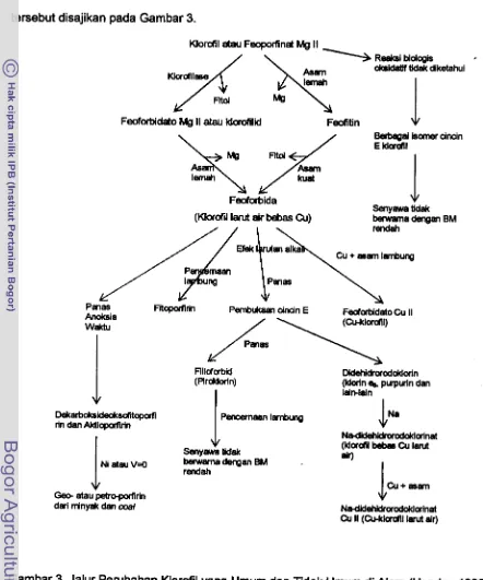 Gambar 3. Jalur Perubahan Klorofil yang Umum dan Tidak Umum di Alam (Hendry. 1996) 