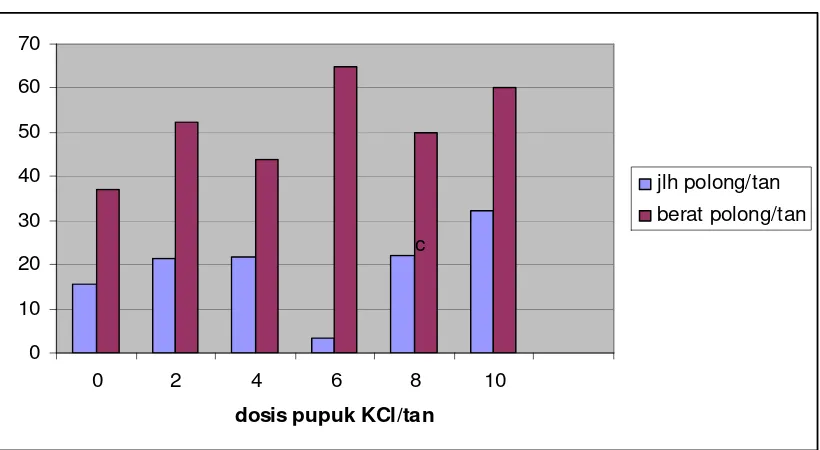 Gambar 2. Pengaruh pemberian pupuk KCl terhadap jumlah dan beratPolong kacang tanah