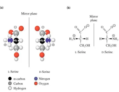 Gambar 2.  Struktur Dasar Asam Amino 