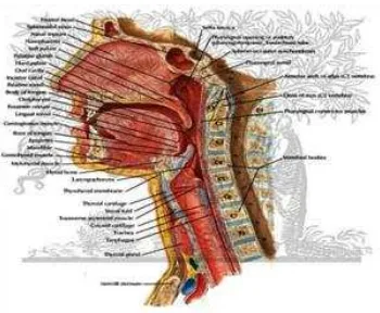 Gambar 2.1.1 Anatomi Nasofaring 