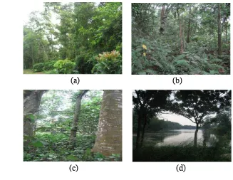 Gambar 2.5. Kondisi areal hutan kota UI: pohon yang kompak dan rapat (a), 