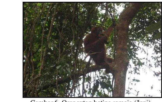 Gambar 6  Orangutan betina remaja (Juni) 