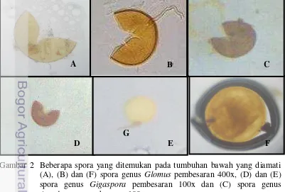 Gambar 2  Beberapa spora yang ditemukan pada tumbuhan bawah yang diamati (A), (B) dan (F) spora genus Glomus pembesaran 400x, (D) dan (E)  spora genus Gigaspora pembesaran 100x dan (C) spora genus Acaulospora pembesaran 100x 