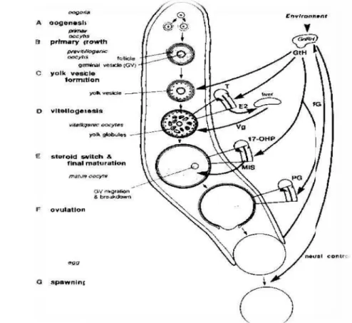 Gambar 3 Peranan hormon dalam proses pematangan gonad (Harvey dan Carolsfeld 1993)