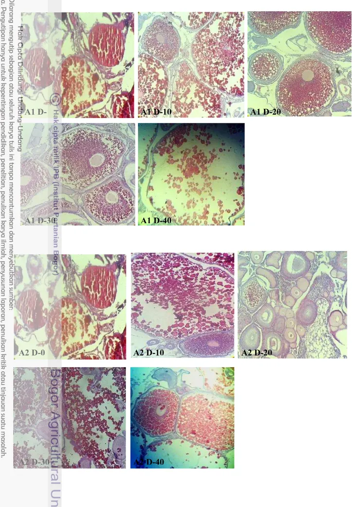 Gambar 8 Gambaran histologi gonad perlakuan A1 hari ke-0, A1 hari ke-10, A1 hari ke-20, A1 hari ke-30, dan A1 hari ke-40 (perbesaran 10 x10)