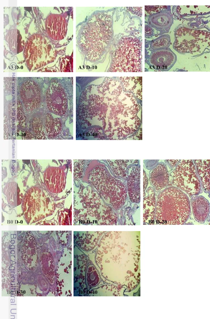 Gambar 10 Gambaran histologi gonad perlakuan A3 hari ke-0, A3 hari ke-10, A3 hari ke-20, A3 hari ke-30, dan A3 hari ke-40 (perbesaran 10 x10)