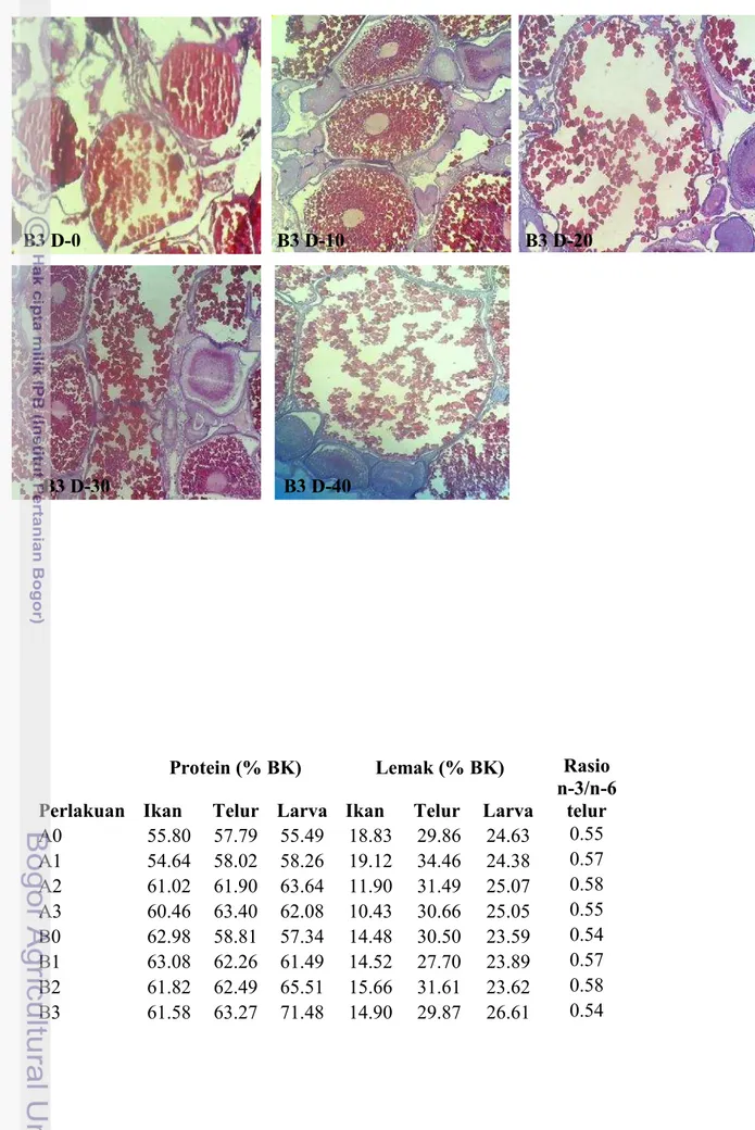 Gambar 14 Gambaran histologi gonad perlakuan B3 hari ke-0, B3 hari ke-10, B3 hari ke-20, B3 hari ke-30, dan B3 hari ke-40 (perbesaran 10 x10)
