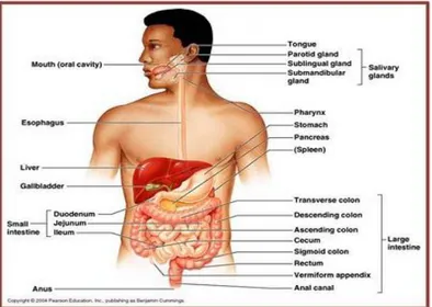 Gambar 1.5 Sistem organ pencernaan  Sumber http://biologi.com 