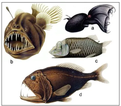 Gambar 6. Beberapa jenis biota laut-dalam dari Ekspedisi Valdivia. a. Vampiroteuthis infernalis; b
